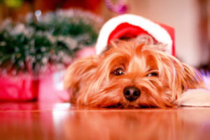 relieve Christmas stress - dog