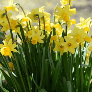 daffodils
