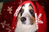 dog under blanket